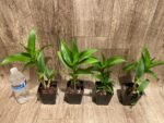 Dendrobium Brilliant Smile (3.5” pot) - Image 3
