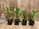 Dendrobium Brilliant Smile (3.5” pot) - Image 2