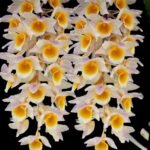 Dendrobium Rosy Cluster (Den. farmeri x Den. amabile) (3.5” pot)
