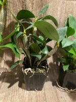 Dendrobium Rosy Cluster (Den. farmeri x Den. amabile) (3.5” pot) - Image 4