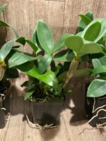 Dendrobium Rosy Cluster (Den. farmeri x Den. amabile) (3.5” pot) - Image 5