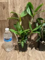 Dendrobium Rosy Cluster (Den. farmeri x Den. amabile) (3.5” pot) - Image 3