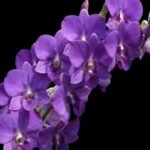 Dendrobium Burana Blue Classic (3.5” pot)