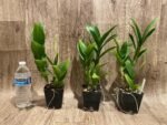 Dendrobium Burana Blue Classic (3.5” pot) - Image 2