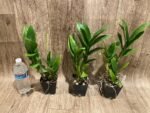 Dendrobium Burana Blue Classic (3.5” pot) - Image 3