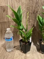 Dendrobium Burana Blue Classic (3.5” pot) - Image 4