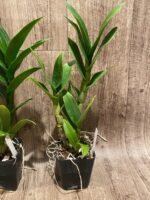 Dendrobium Burana Blue Classic (3.5” pot) - Image 6
