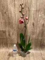 In Spike Phalaenopsis Yu Pin Fairlady (4.5" Pot) - Image 5
