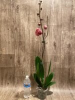 In Spike Phalaenopsis Yu Pin Fairlady (4.5" Pot) - Image 6