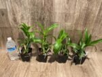 Dendrobium Blue Spin (3.5” pot) - Image 4