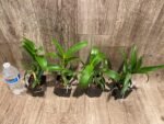 Dendrobium Blue Spin (3.5” pot) - Image 9