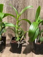 Dendrobium Blue Spin (3.5” pot) - Image 7