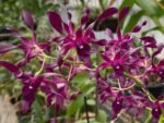 Dendrobium Blue Spin (3.5” pot) - Image 2