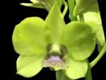Dendrobium Burana Jade (3.5” pot)