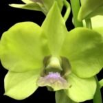 Dendrobium Burana Jade (3.5” pot)