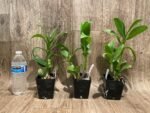 Dendrobium Burana Jade (3.5” pot) - Image 2