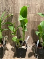 Dendrobium Burana Jade (3.5” pot) - Image 5