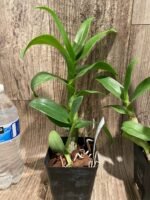 Dendrobium Burana Jade (3.5” pot) - Image 4