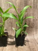 Dendrobium Visa Peach (3.5” pot) - Image 7
