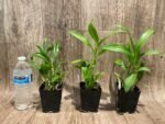 Dendrobium Visa Peach (3.5” pot) - Image 3