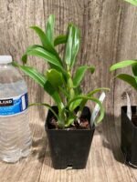 Dendrobium Visa Peach (3.5” pot) - Image 5