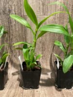 Dendrobium Visa Peach (3.5” pot) - Image 6