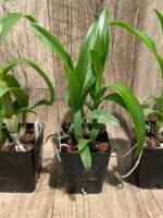 Fragrant Dendrobium POF-58 (3.5” pot) - Image 7
