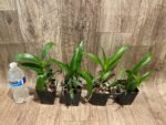 Fragrant Dendrobium POF-58 (3.5” pot) - Image 4