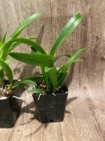 Fragrant Dendrobium POF-58 (3.5” pot) - Image 8