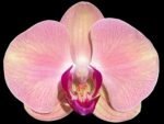In Spike Phalaenopsis Yu Pin Fairlady (4.5" Pot)