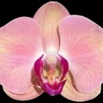 In Spike Phalaenopsis Yu Pin Fairlady (4.5" Pot)