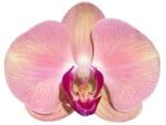 In Spike Phalaenopsis Yu Pin Fairlady (4.5" Pot) - Image 2