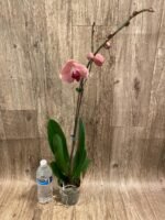 In Spike Phalaenopsis Yu Pin Fairlady (4.5" Pot) - Image 7