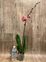 In Spike Phalaenopsis Yu Pin Fairlady (4.5" Pot) - Image 9