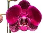 In Spike Phalaenopsis Yu Pin Dream Girl (4.5" Pot) - Image 2
