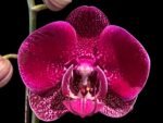 In Spike Phalaenopsis Yu Pin Dream Girl (4.5" Pot)