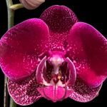 In Spike Phalaenopsis Yu Pin Dream Girl (4.5" Pot)