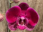 In Spike Phalaenopsis Yu Pin Dream Girl (4.5" Pot) - Image 3