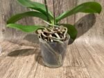 In Spike Phalaenopsis Yu Pin Dream Girl (4.5" Pot) - Image 8