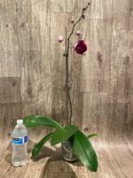 In Spike Phalaenopsis Yu Pin Dream Girl (4.5" Pot) - Image 6