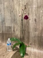 In Spike Phalaenopsis Yu Pin Dream Girl (4.5" Pot) - Image 4