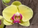 In Spike Phalaenopsis Golden Tree (4.5" Pot) - Image 3