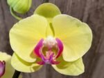 In Spike Phalaenopsis Golden Tree (4.5" Pot) - Image 4