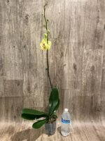 In Spike Phalaenopsis Golden Tree (4.5" Pot) - Image 6
