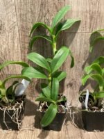 Dendrobium Burana Green Flash (3.5” pot) - Image 6