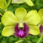 Dendrobium Burana Green Star Jumbo (3.5” pot)