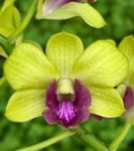 Dendrobium Burana Green Star Jumbo (3.5” pot)