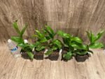 Dendrobium Burana Green Star Jumbo (3.5” pot) - Image 9