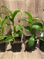 Dendrobium Burana Green Star Jumbo (3.5” pot) - Image 6