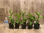 Dendrobium Burana Green Star Jumbo (3.5” pot) - Image 3